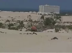 Los gatos de Asia se divierten con sus video porno de amantes