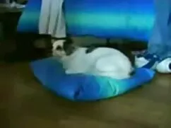 Perder. videos porno colegialas